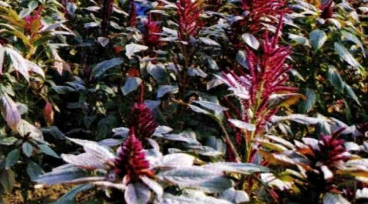 चौलाई की खेती (Amaranth Cultivation) 2