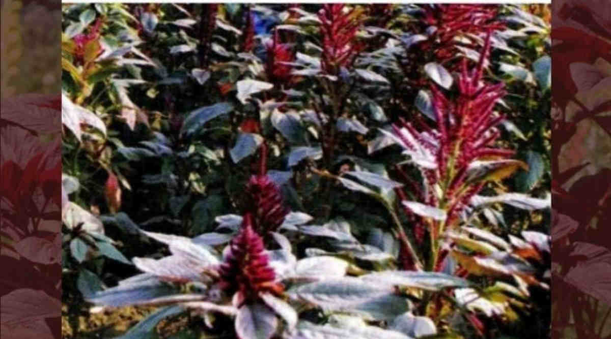 चौलाई की खेती (Amaranth Cultivation) चौलाई की किस्म (chaulai varieties) 2