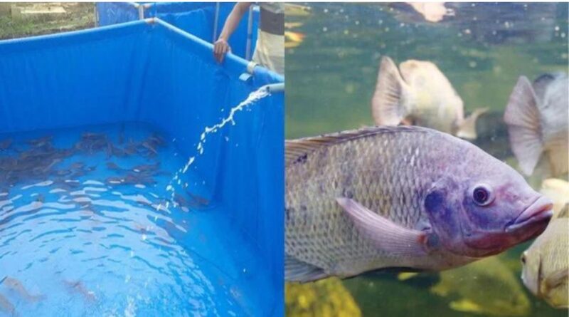 बायोफ्लॉक मछली पालन तकनीक biofloc fish farming