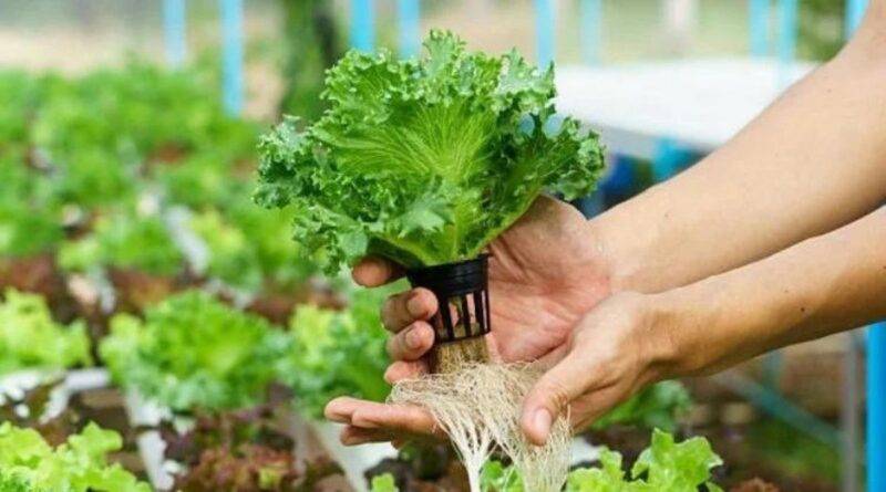 हाइड्रोपोनिक hydroponic farming