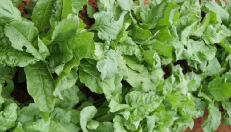 Spinach Farming