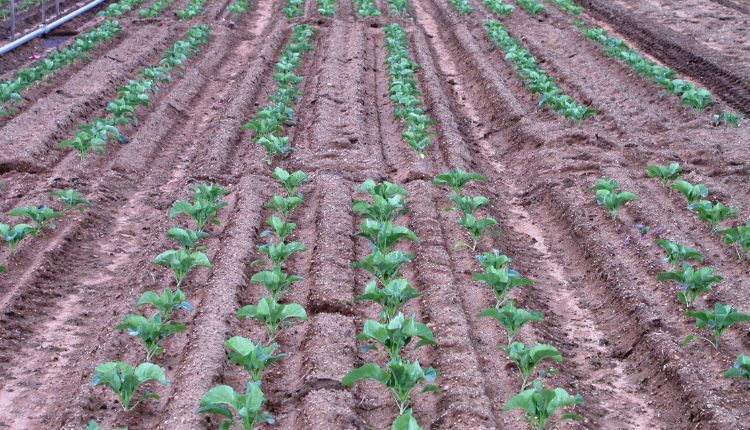 Paired Row System: फूलगोभी की खेती में युग्मित पंक्ति प्रणाली का किया इस्तेमाल, मिली अच्छी उपज और बेहतर मुनाफ़ा