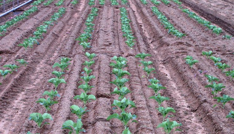 Paired Row System: फूलगोभी की खेती में युग्मित पंक्ति प्रणाली का किया इस्तेमाल, मिली अच्छी उपज और बेहतर मुनाफ़ा