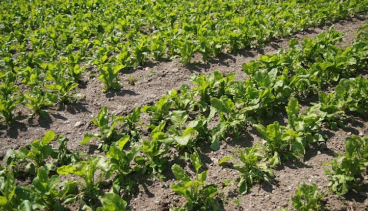 Spinach Farming
