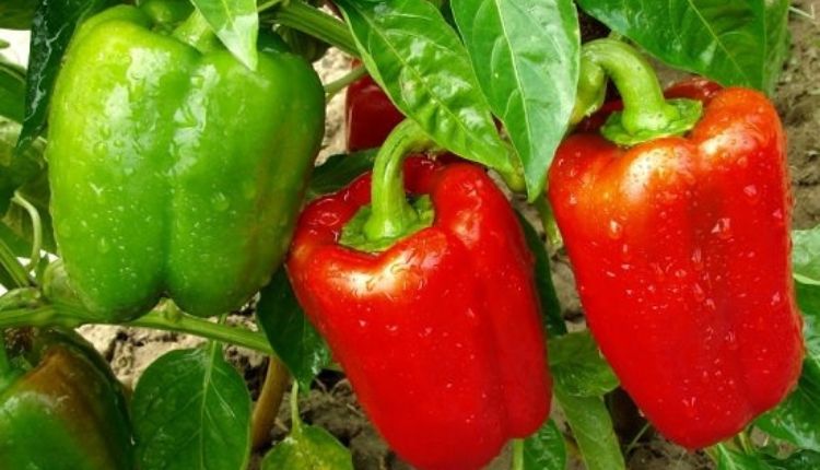 Capsicum Cultivation: जानिए कैसे शिमला मिर्च की संरक्षित खेती से किसानों को होगा फ़ायदा, क्यों बढ़ रहा किसानों का रुझान?