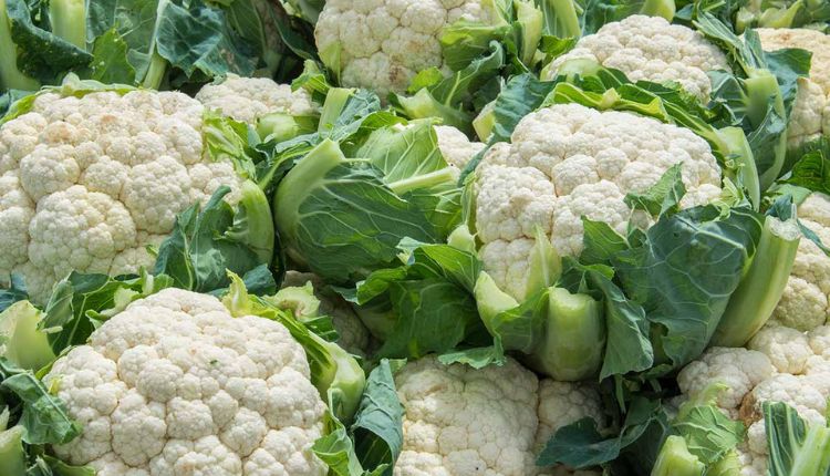 Paired Row System: फूलगोभी की खेती में युग्मित पंक्ति प्रणाली का किया इस्तेमाल, मिली अच्छी उपज और बेहतर मुनाफ़ा