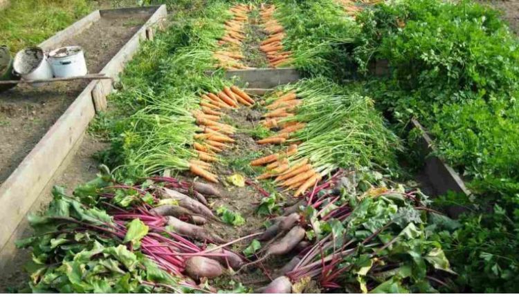 जानिए कैसे सब्जियों की खेती में सही चुनाव और प्रबंधन से सालाना 5 लाख रुपये पहुंची नगालैंड के इस किसान की आमदनी