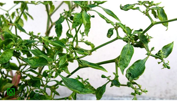मिर्च की खेती (Chilli Cultivation): मिर्च की फसल पर लगने वाले प्रमुख कीट-रोगों का ऐसे करें प्रबंधन, जानिए बचाव के उपाय