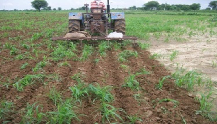 Millets Farming: बाजरे की खेती में रिज फेरो तकनीक का इस्तेमाल किया, उत्पादन भी बढ़ा और आमदनी भी