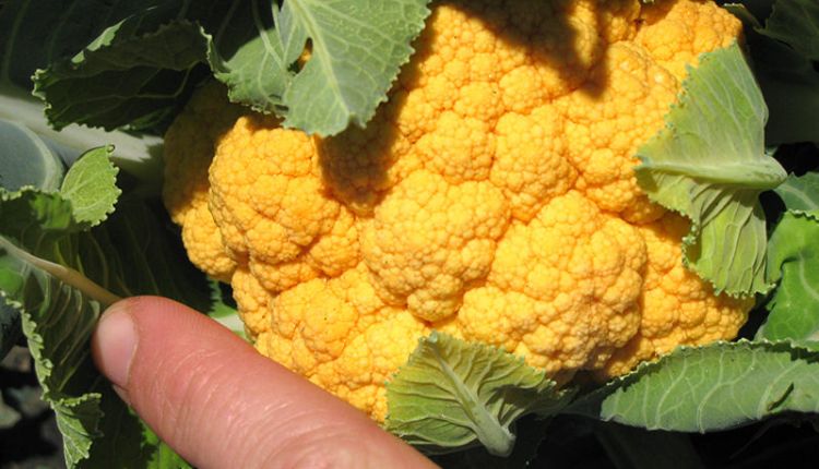 रंगीन फूलगोभी की खेती की तरफ़ क्यों बढ़ रहा किसानों का रुझान? जानिए Coloured Cauliflower की खेती के बारे में