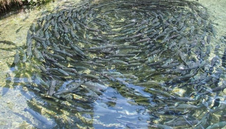 Fish Farming