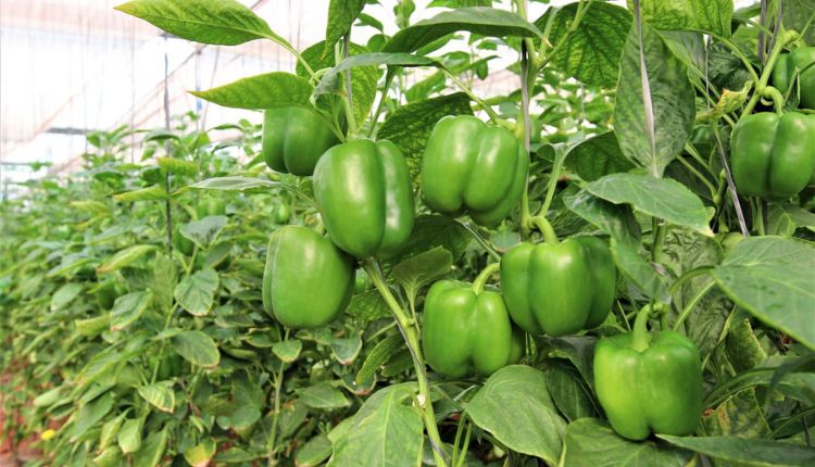 Capsicum Cultivation: जानिए कैसे शिमला मिर्च की संरक्षित खेती से किसानों को होगा फ़ायदा, क्यों बढ़ रहा किसानों का रुझान?