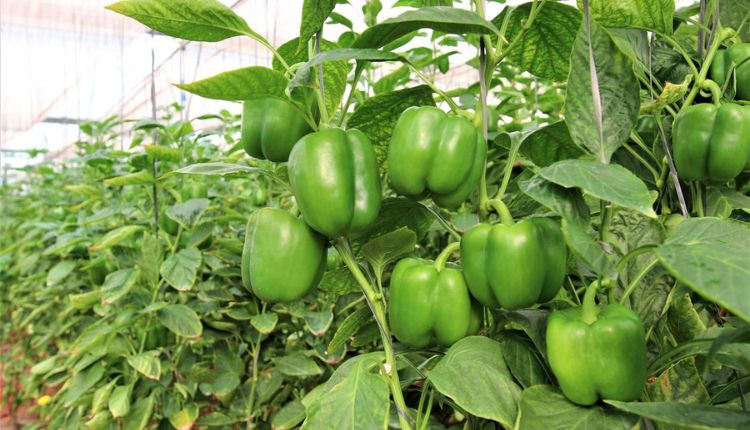 Capsicum Cultivation: जानिए कैसे शिमला मिर्च की संरक्षित खेती से किसानों को होगा फ़ायदा, क्यों बढ़ रहा किसानों का रुझान?