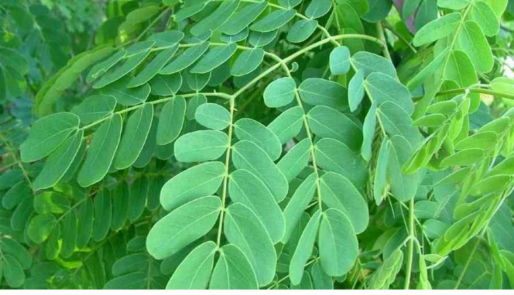 सिरिस का पेड़ shirisha ka ped shirisha tree