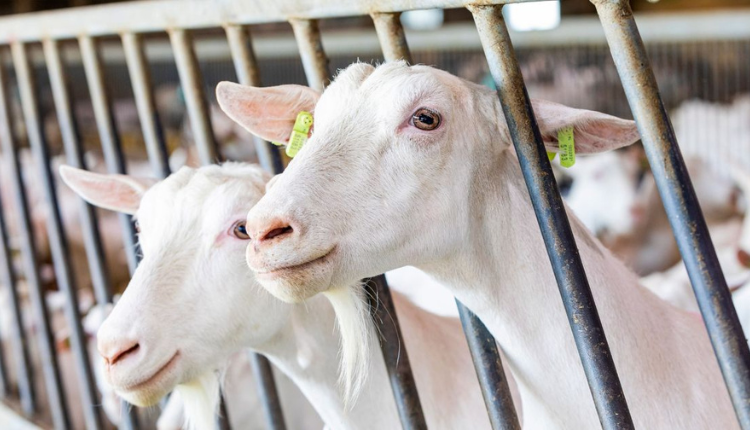 बकरी पालन: इन बातों का रखेंगे ध्यान तो बढ़ेगा बकरियों का दूध उत्पादन, ICAR-CIRG ने सुझाए तरीके