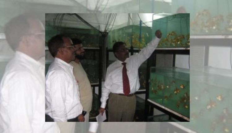 Ornamental Fish Farming: सजावटी मछली पालन 