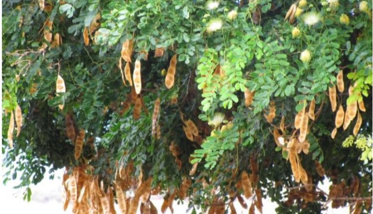 सिरिस का पेड़ shirisha ka ped shirisha tree