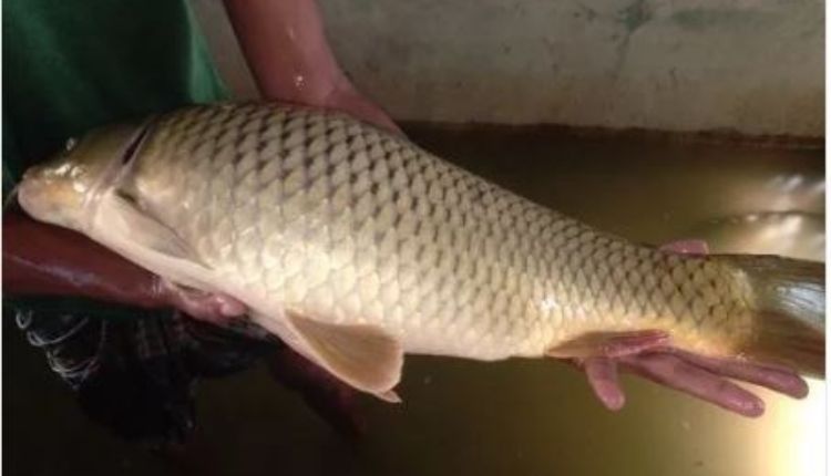 Fish Farming