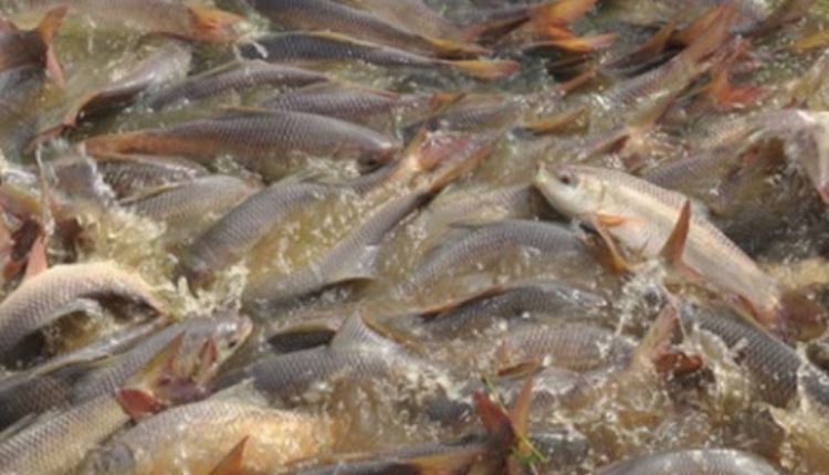 मछली पालन: मछली की उन्नत प्रजाति जयंती रोहू और अमूर कार्प, इंद्रसखी देवी कमा रही 5 लाख रुपये का मुनाफ़ा
