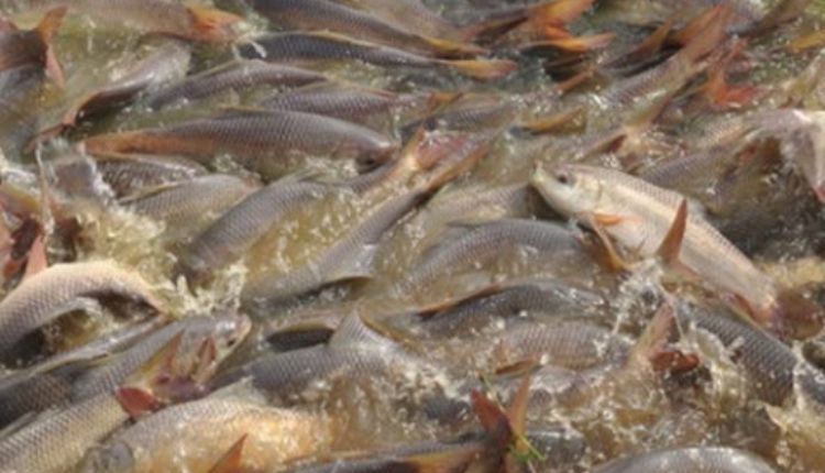 Fish Farming