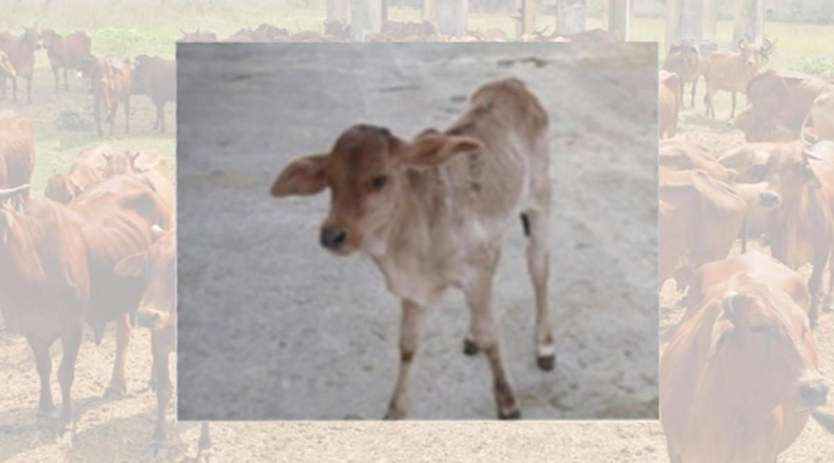 Sexed Semen तकनीक के ज़रिये भारत में जन्मा पहला बछड़ा ‘श्रेयस’