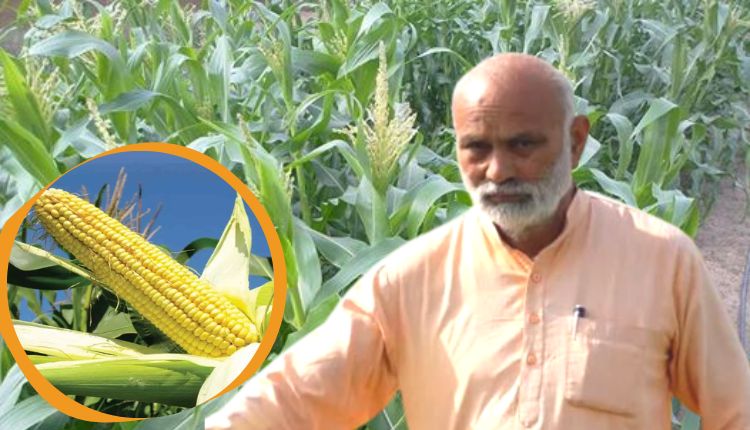 पद्मश्री किसान कंवल सिंह चौहान ने बेबीकॉर्न की खेती में हजारों किसानों को अपने साथ जोड़ा, जानिए लागत से तीन गुना ज़्यादा कमाई का