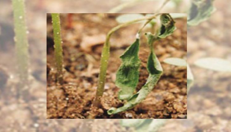 मिर्च की खेती मिर्च के रोग और कीट 