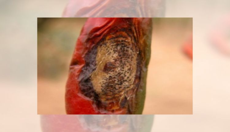 मिर्च की खेती मिर्च के रोग और कीट 