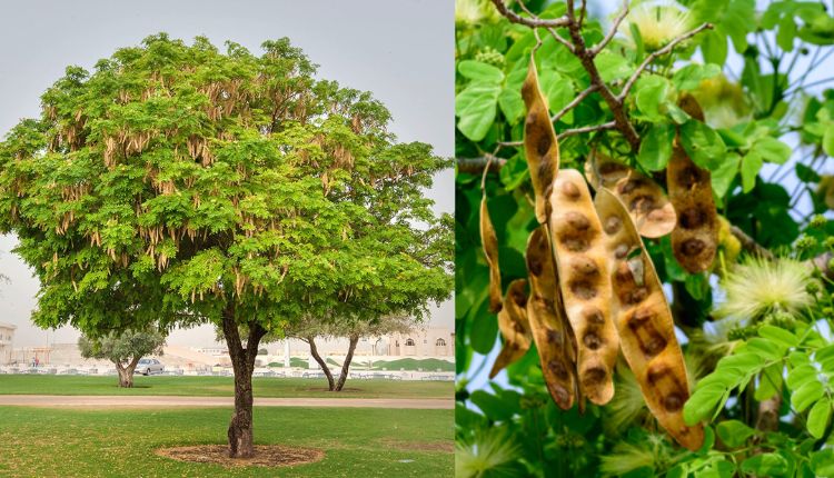 सिरिस का पेड़ shirisha ka ped shirisha tree