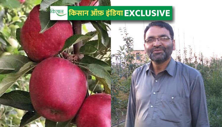 कश्मीरी सेब की खेती kashmiri apple farming