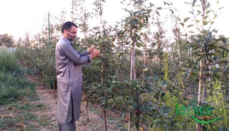 कश्मीरी सेब की खेती kashmiri apple farming