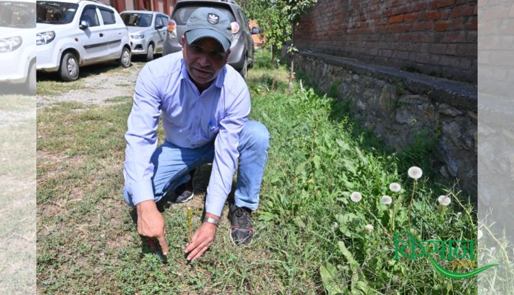 Almond Farming हाई डेंसिटी बादाम की खेती