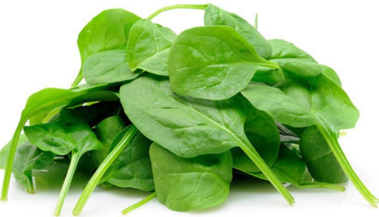 spinach farming