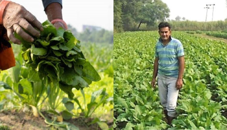 Spinach Farming: पालक की खेती