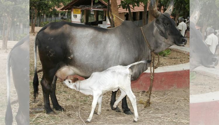 Dairy Farming: दुधारू पशु करें अधिक दूध उत्पादन