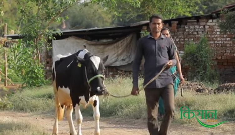 Dairy Farming: दुधारू पशु करें अधिक दूध उत्पादन