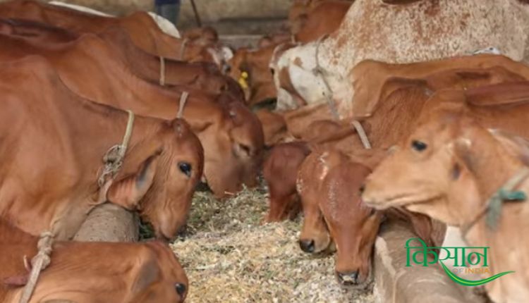 Dairy Farming: दुधारू पशु करें अधिक दूध उत्पादन