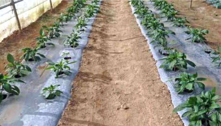 शिमला मिर्च की संरक्षित खेती capsicum protected cultivation