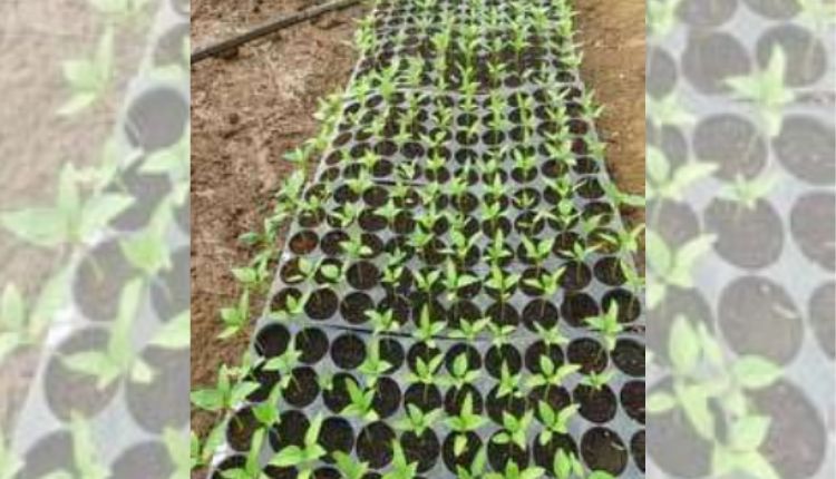 शिमला मिर्च की संरक्षित खेती capsicum protected cultivation