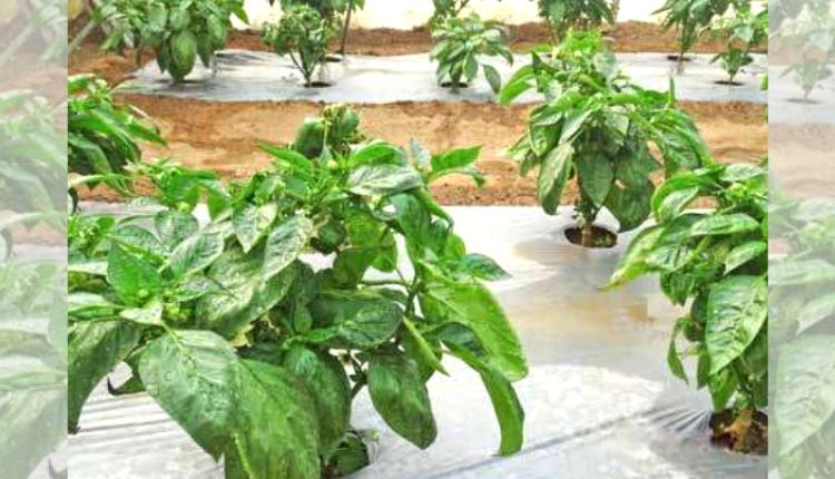 शिमला मिर्च की संरक्षित खेती capsicum protected cultivation