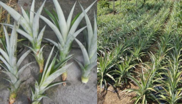 pineapple farming अनानास की खेती