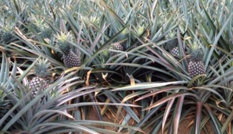 pineapple farming अनानास की खेती