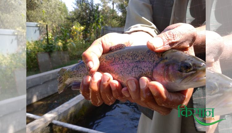 ट्राउट मछली पालन trout fish farming