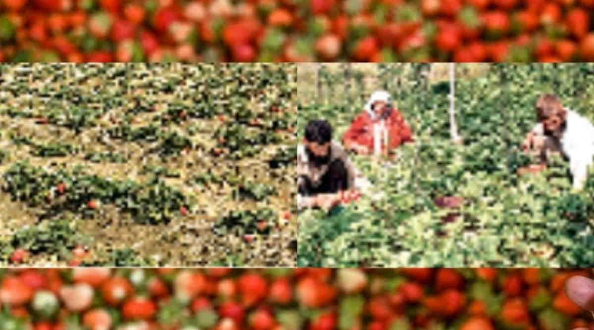 jammu kashmir strawberry farming स्ट्रॉबेरी की खेती 2