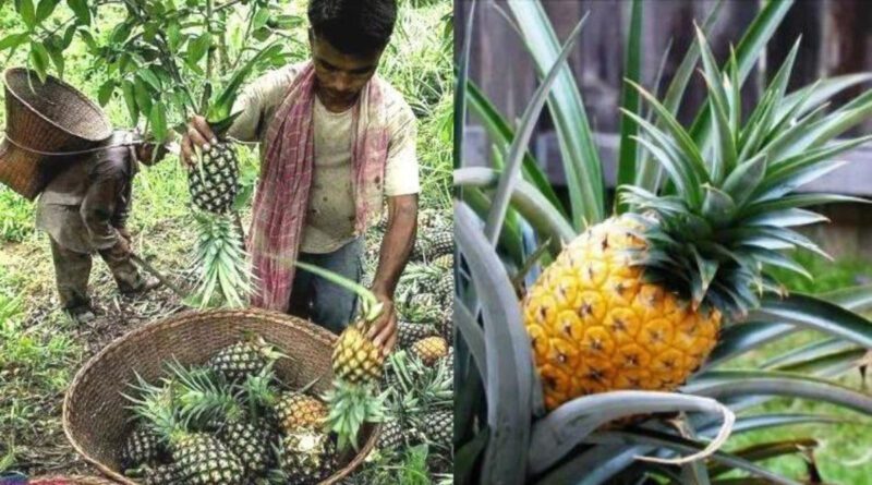 अनानास की खेती pineapple farming
