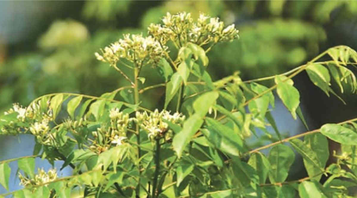 करी पत्ते की खेती curry leaves farming