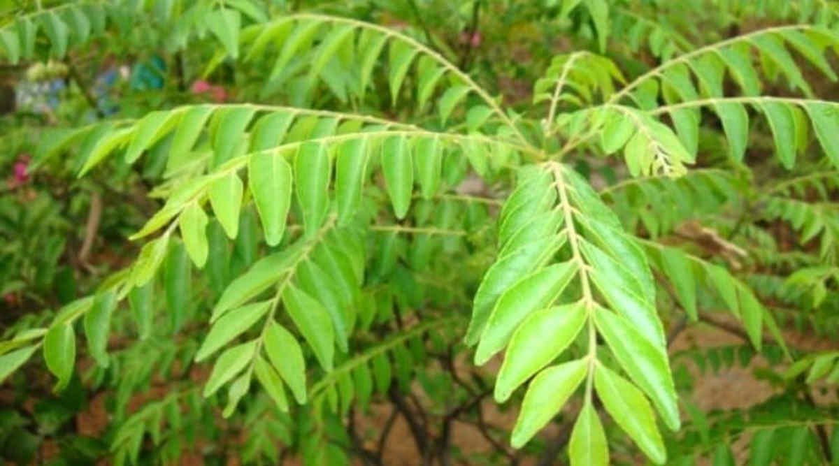 करी पत्ते की खेती curry leaves farming