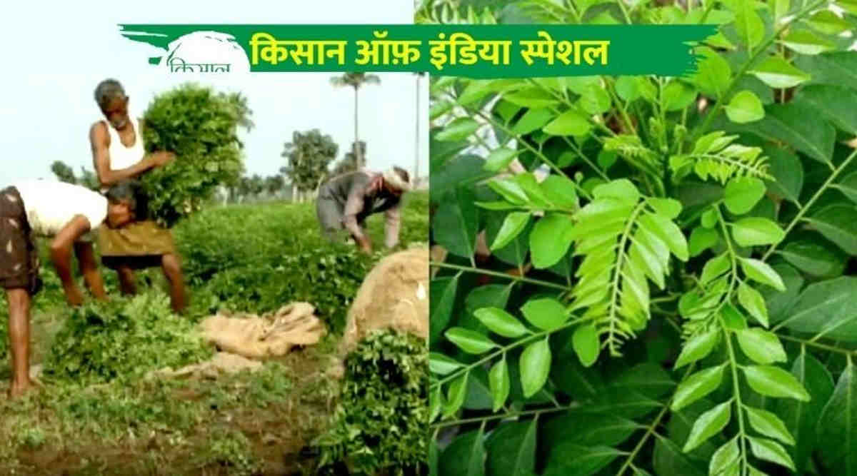 करी पत्ते की खेती curry leaves farming