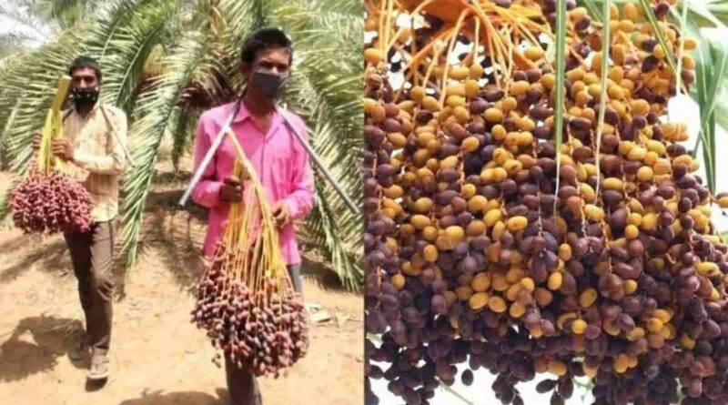 खजूर की खेती date palm