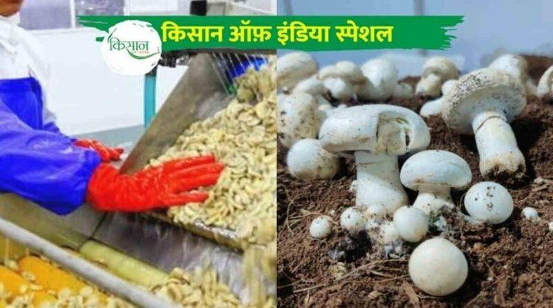 mushroom processing unit मशरूम प्रोसेसिंग यूनिट